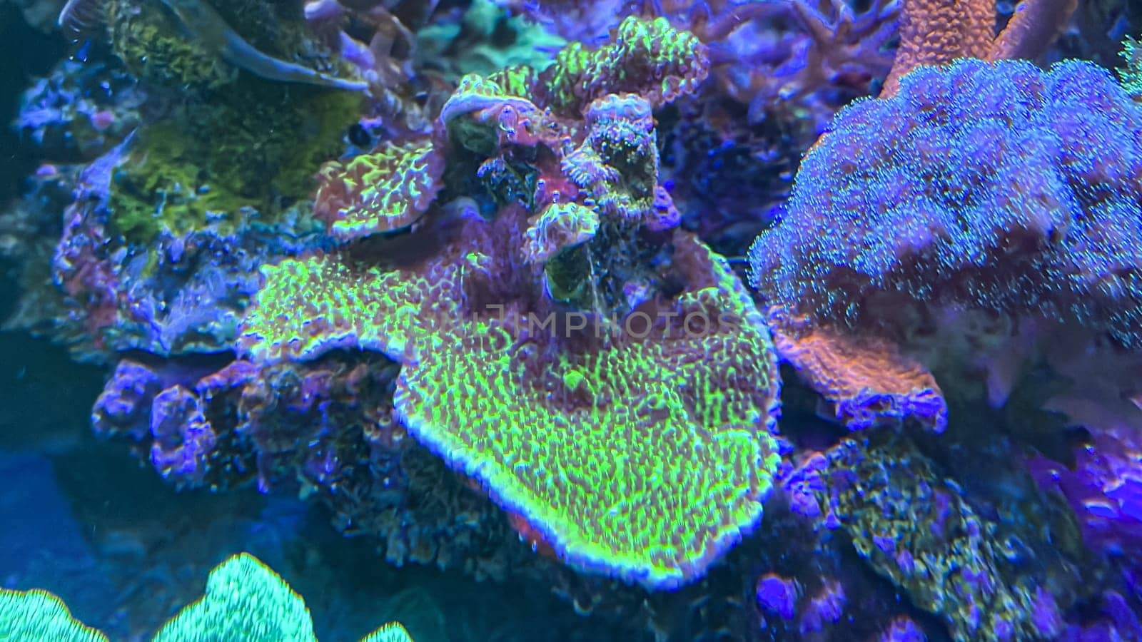 Corals and anemones, crustose anemones in a marine aquarium.
