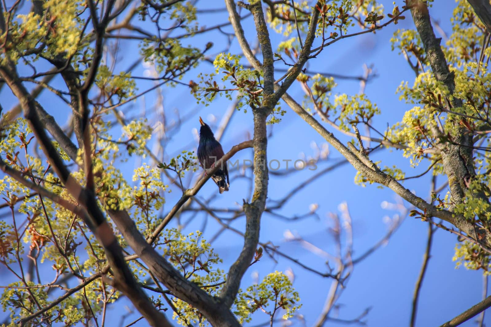 A starling in a treetop in spring.
