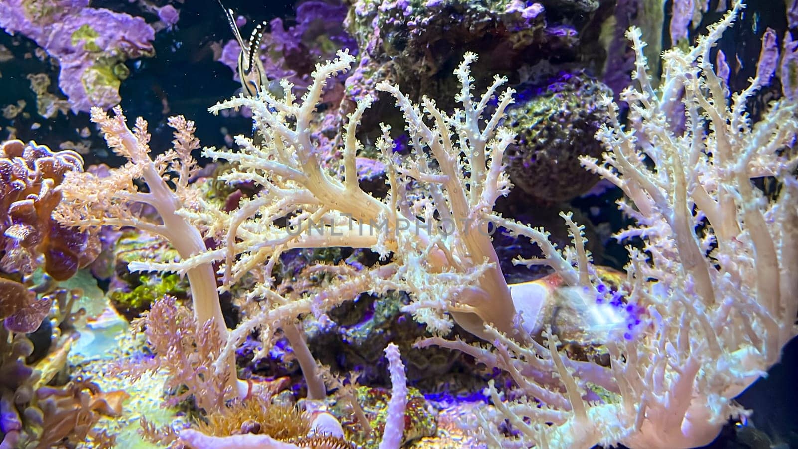 Corals and anemones, crustose anemones in a marine aquarium.