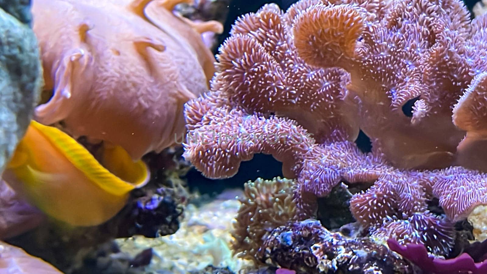 Corals and anemones, crustose anemones in a marine aquarium.