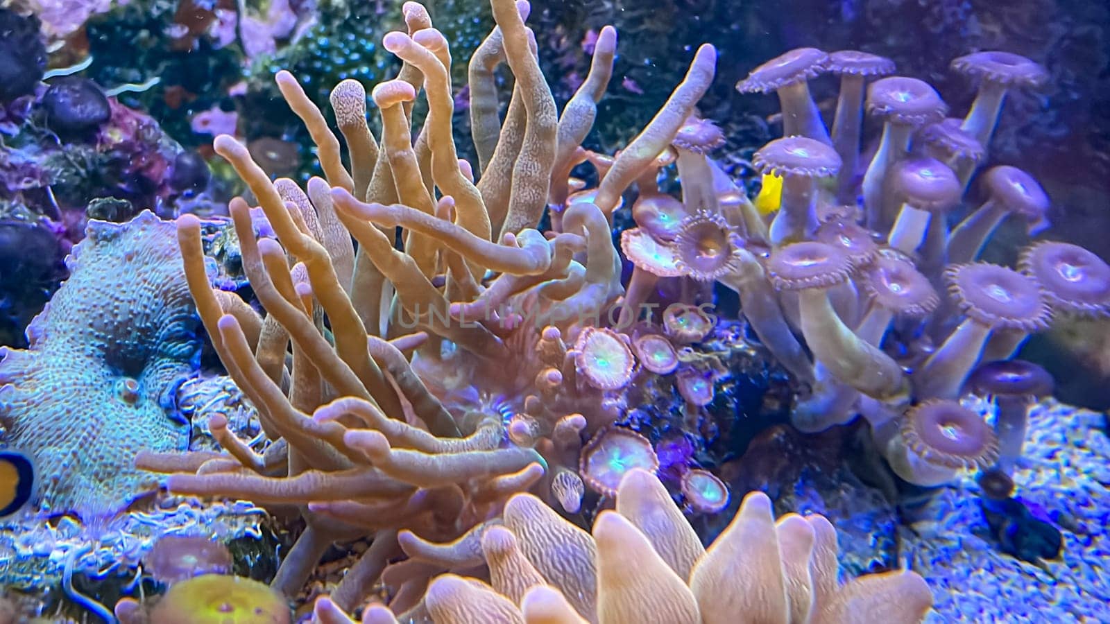 Corals and anemones, crustose anemones in a marine aquarium.