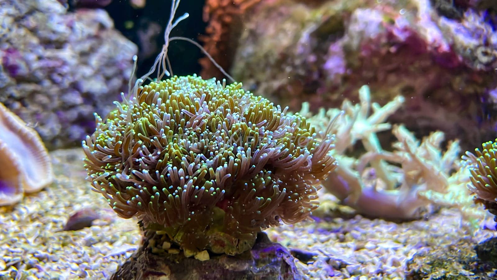 Corals and anemones, crustose anemones in a marine aquarium.
