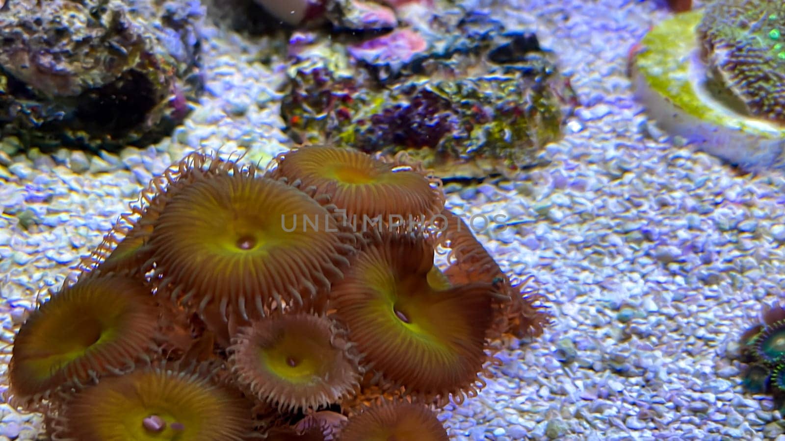 Crustacean anemones and anemonefish, clownfish.