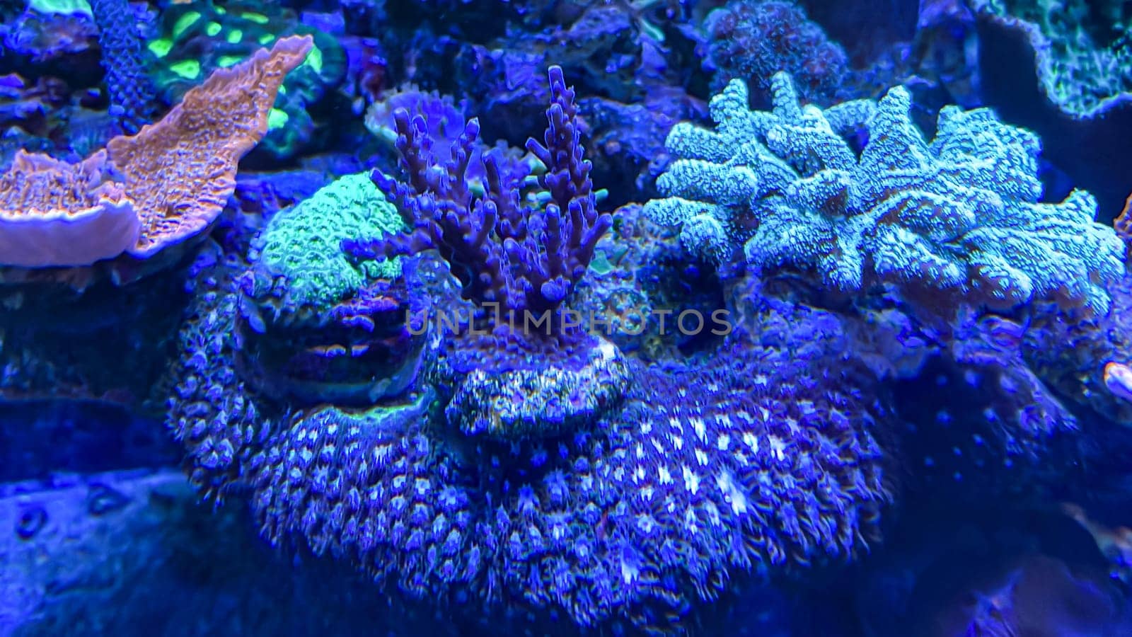 Corals and anemones, crustose anemones in a marine aquarium.