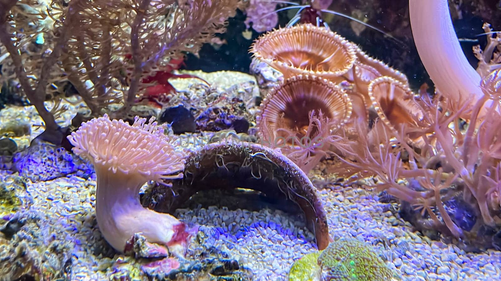 Corals and anemones, crustose anemones in a marine aquarium.