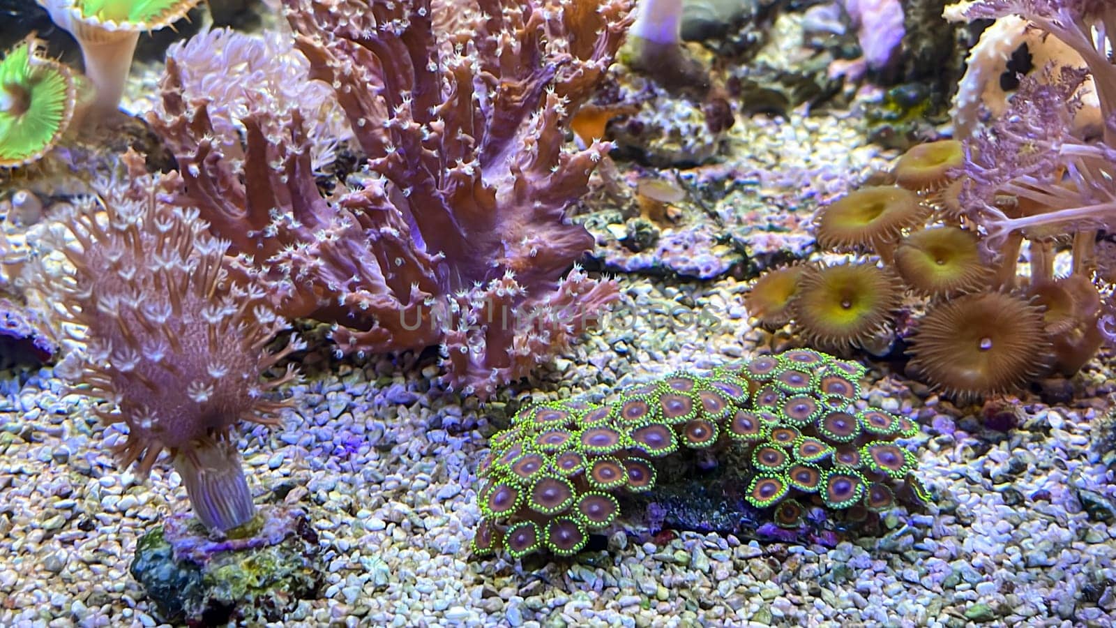 Corals and anemones, crustose anemones in a marine aquarium.