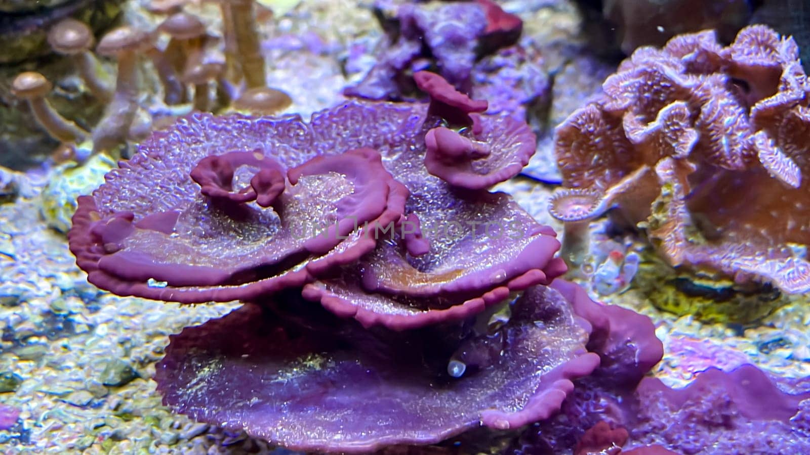 Corals and anemones, crustose anemones in a marine aquarium.