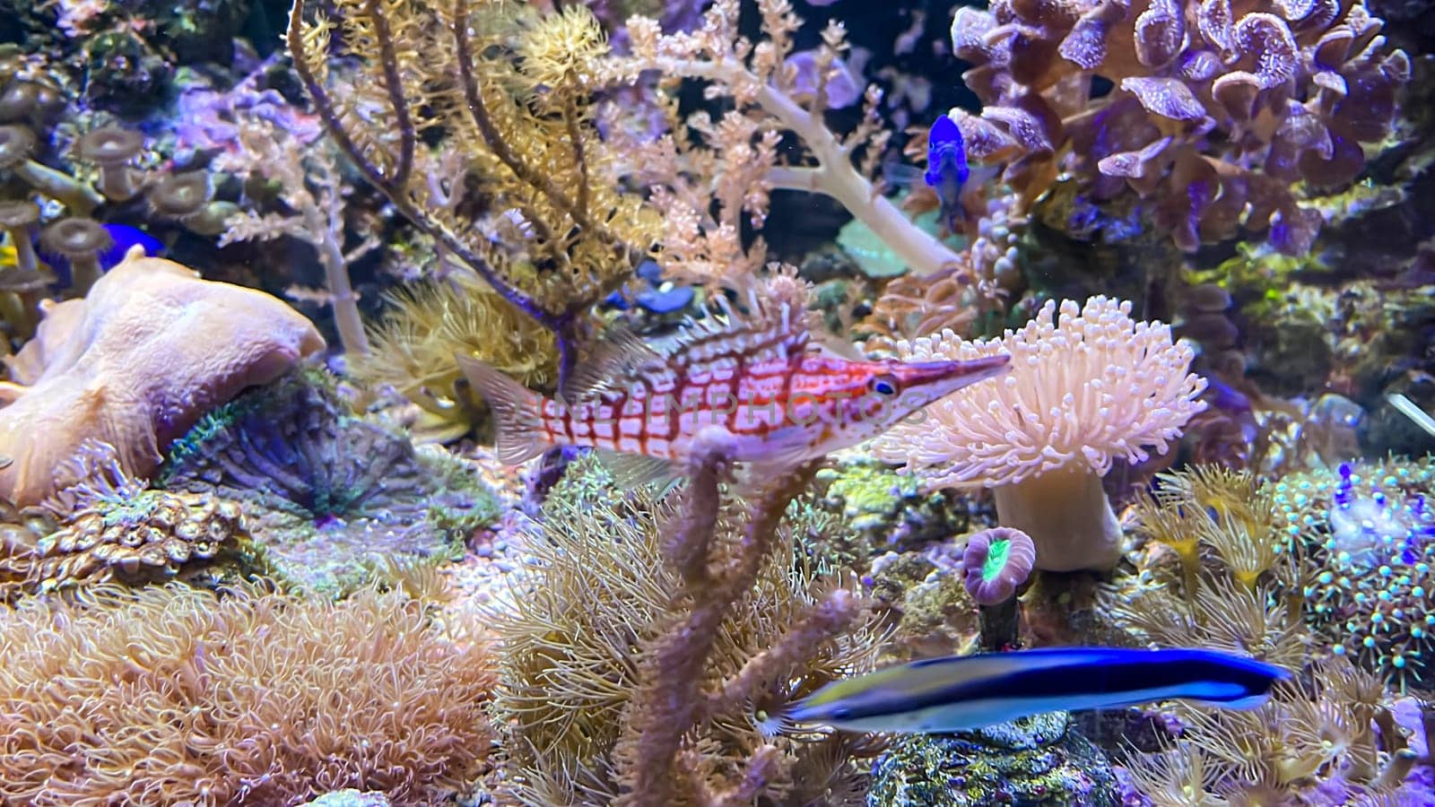 A coral guardian fish on a coral.