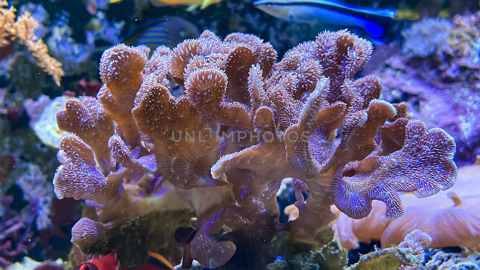 Corals and anemones, crustose anemones in a marine aquarium.