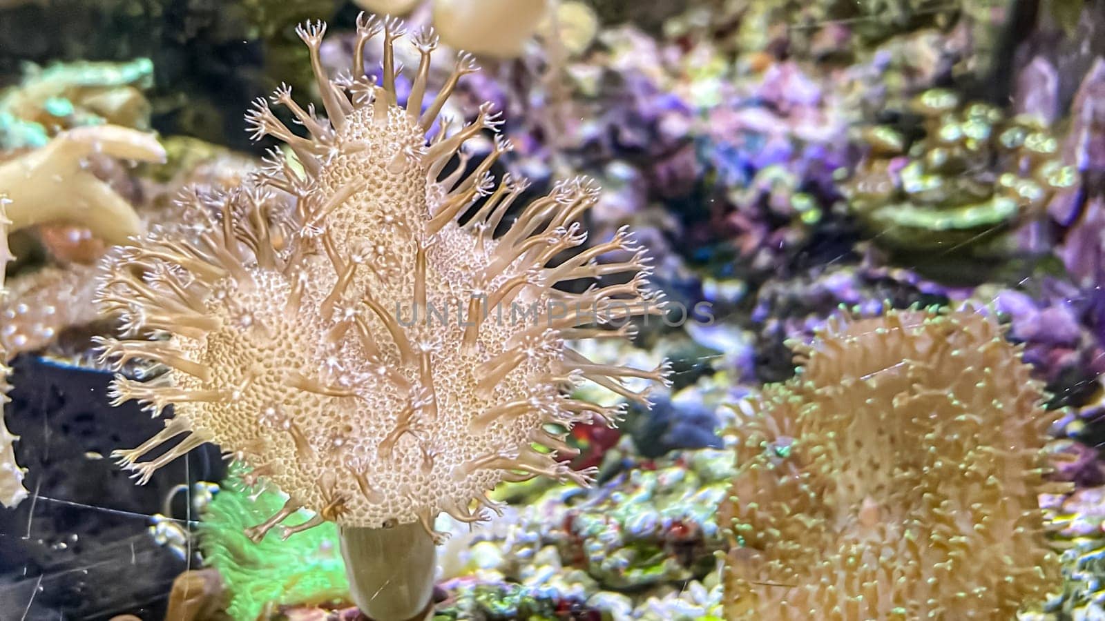 Corals and anemones, crustose anemones in a marine aquarium.