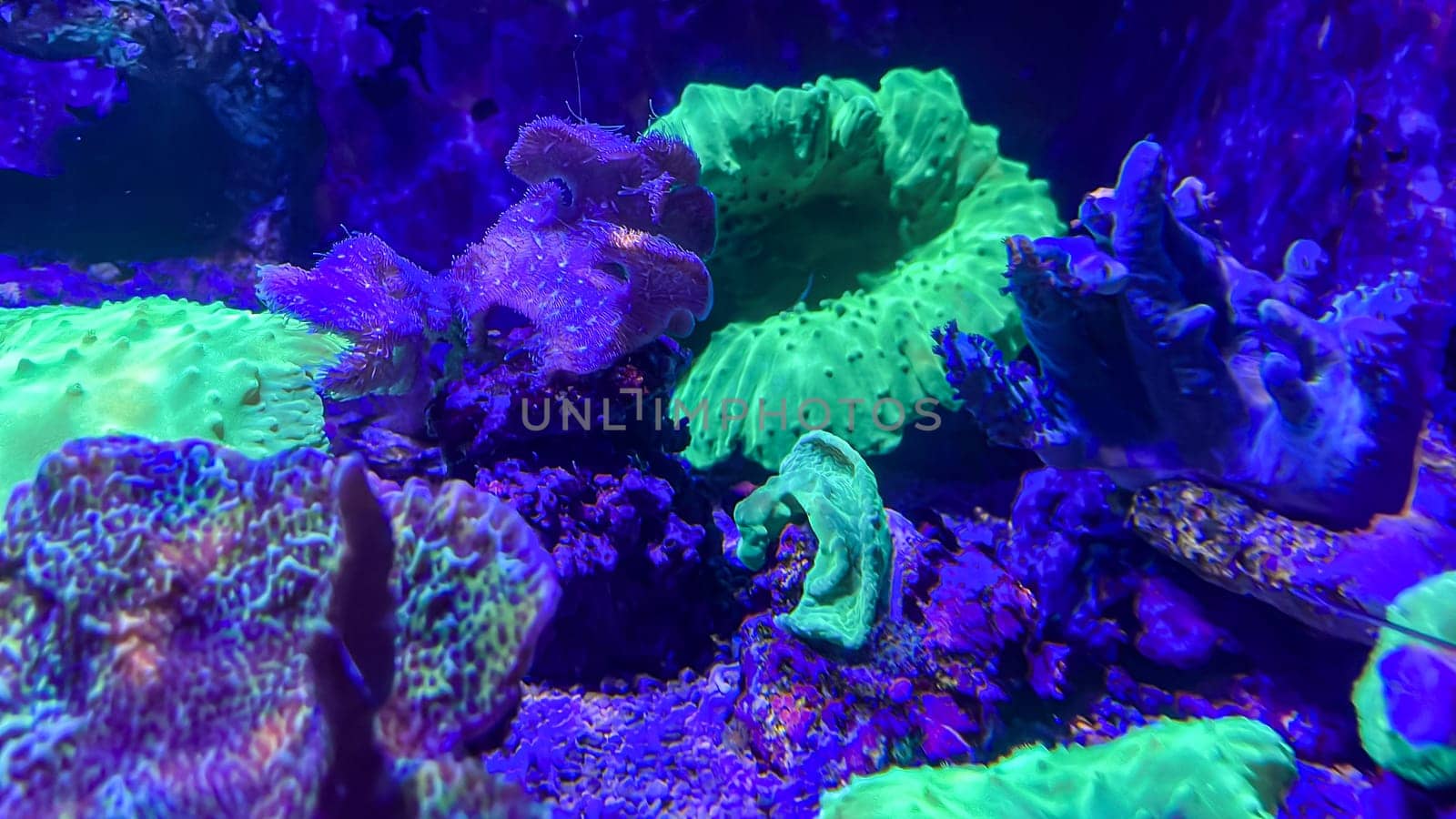 Corals and anemones, crustose anemones in a marine aquarium.