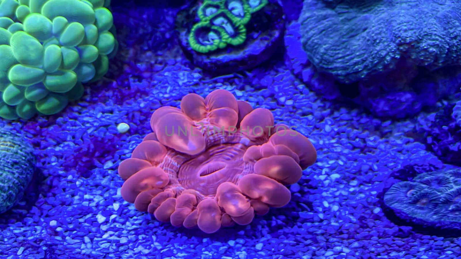 Corals and anemones, crustose anemones in a marine aquarium.