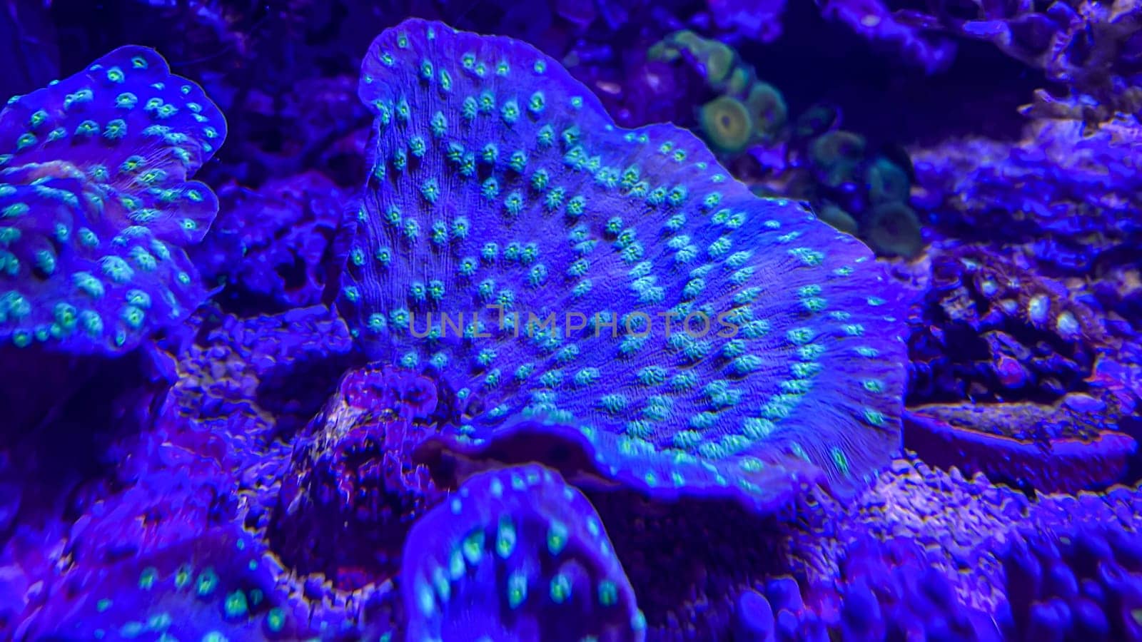 Corals and anemones, crustose anemones in a marine aquarium.