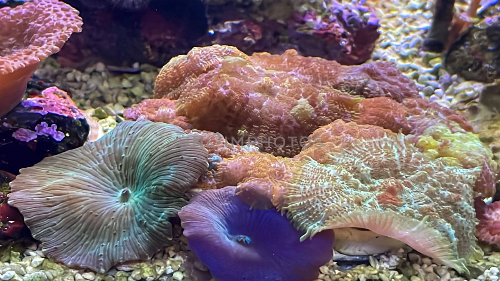 Different disc anemones in a saltwater aquarium.