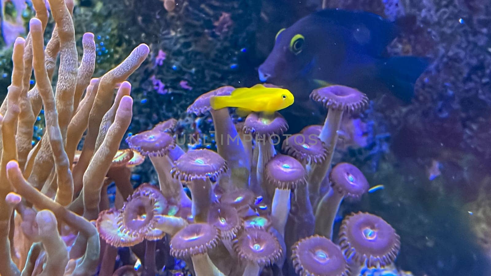 Crustacean anemones in the marine aquarium.