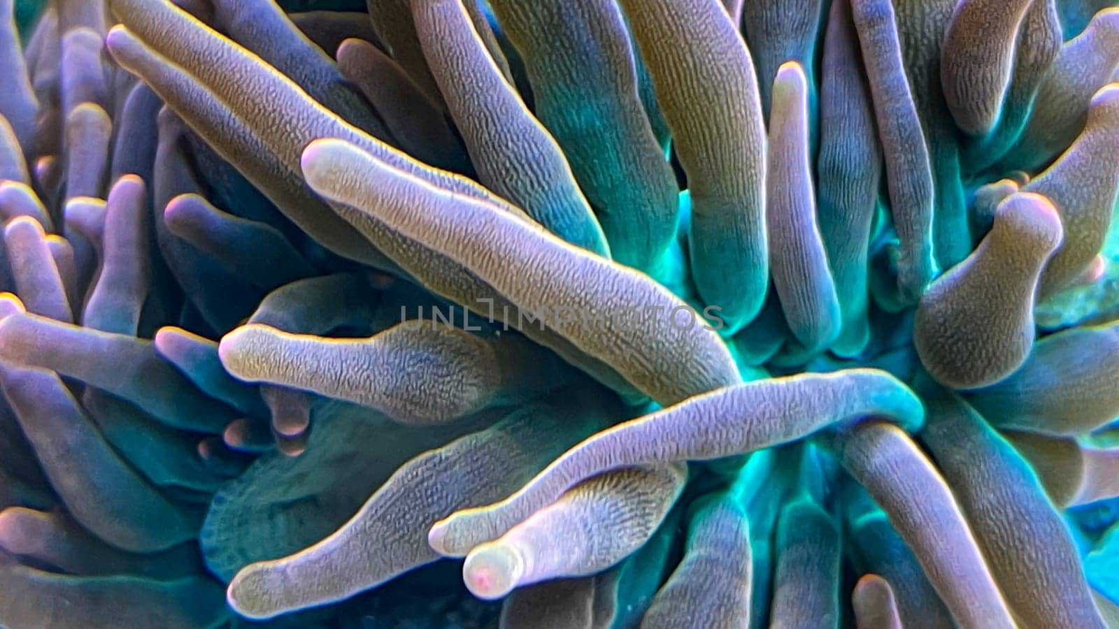An anemone, copper anemone with its tentacles.