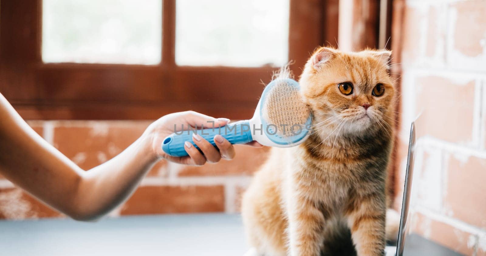 A woman and her Scottish Fold cat share a grooming routine as she affectionately combs the cat's long fur, ensuring cleanliness and pet care. Piles of cat hair showcase their bond.