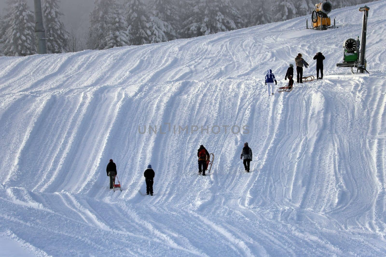 The snow on the Feldberg is always enough for a toboggan ride after the first onset of winter in Germany.   In the Upper Black Forest,as here on the Feldberg (Breisgau-Hochschwarzwald district),there were the first heavy snowfalls on Tuesday with the cold air and temperatures below freezing point - on Wednesday the landscape presented itself in its best white winter dress. Sugar-covered fir trees with a snow depth of a good 40 centimetres,sunshine attracted the first winter sports enthusiasts to the highest elevation in the country. On the first weekend in December,the winter sports season on the Feldberg is to be opened.