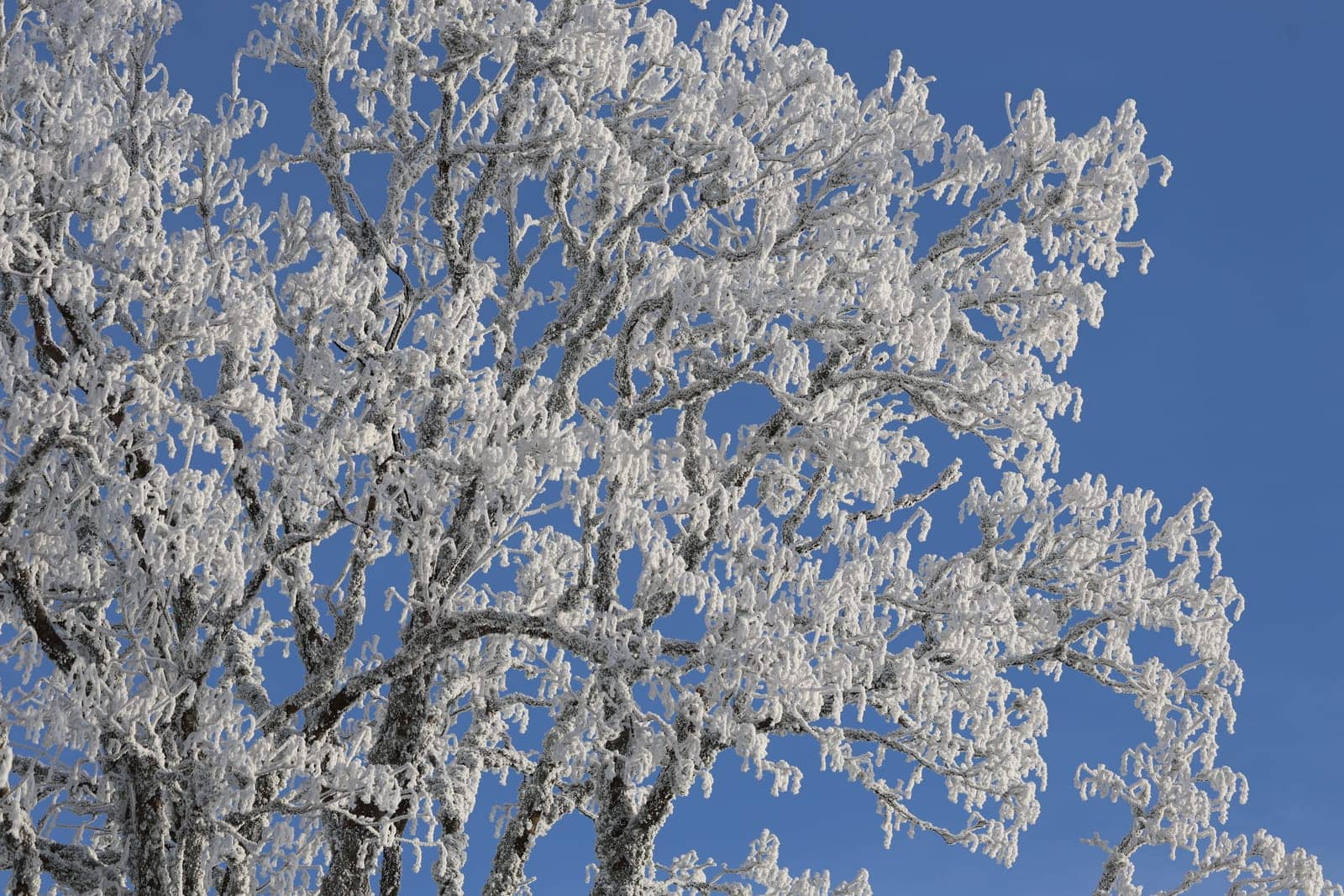 First onset of winter in Germany.   In the Upper Black Forest,as here on the Feldberg (Breisgau-Hochschwarzwald district),there were the first heavy snowfalls on Tuesday with the cold air and temperatures below freezing point - on Wednesday the landscape presented itself in its best white winter dress. Sugar-covered fir trees with a snow depth of a good 40 centimetres,sunshine attracted the first winter sports enthusiasts to the highest elevation in the country. On the first weekend in December,the winter sports season on the Feldberg is to be opened.