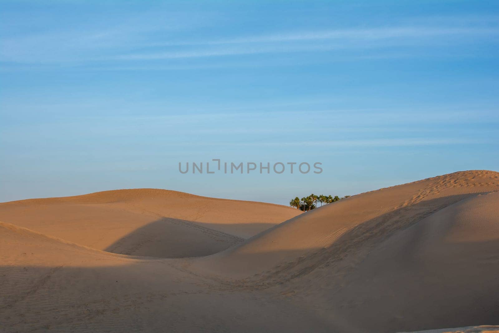 In the dunes of Maspalomas with palm tree on Gran Canaria in Spain. The huge sand dunes resemble a small desert and are a nature reserve.