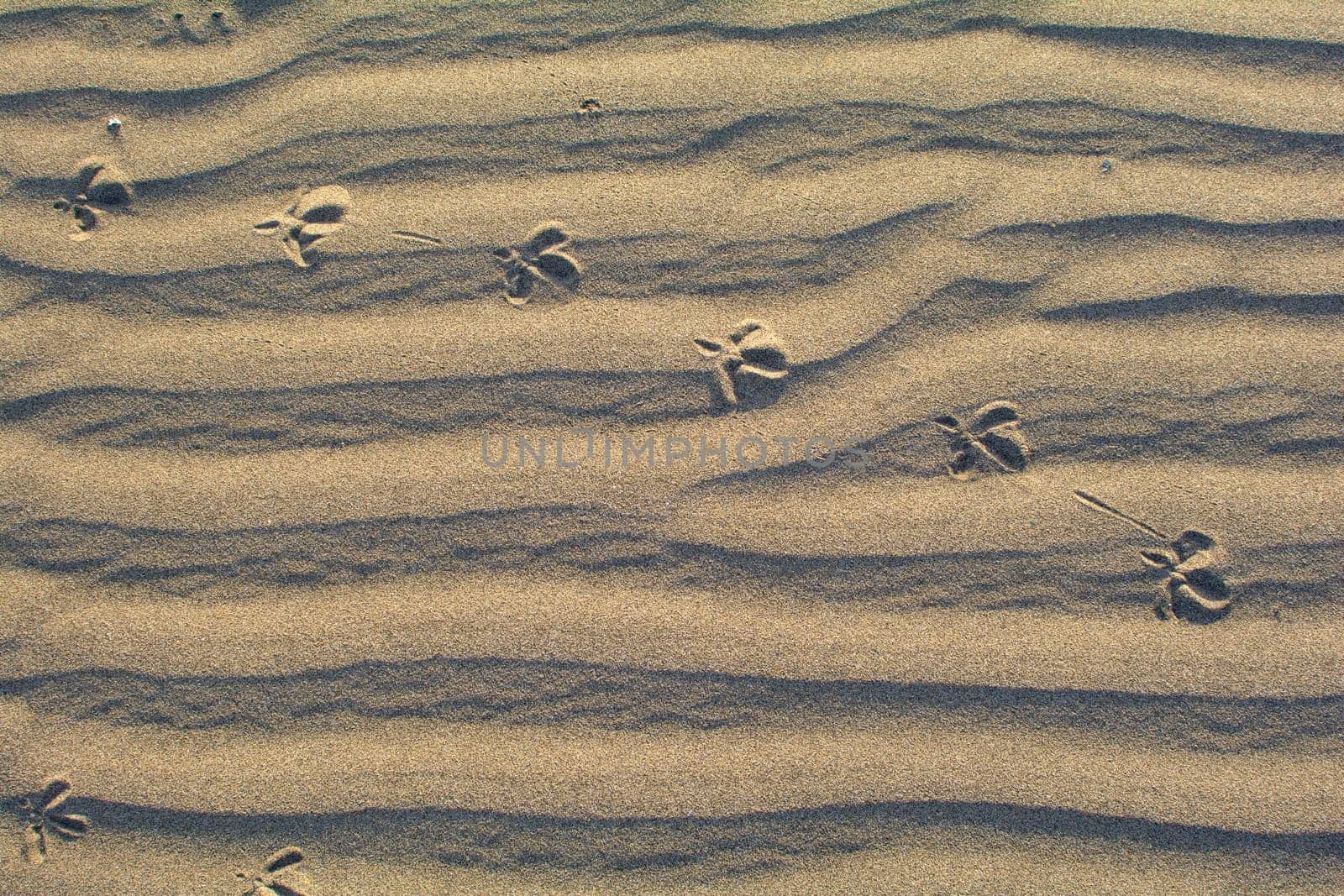 Close-up of ripples in the sand with foorprints of a bird