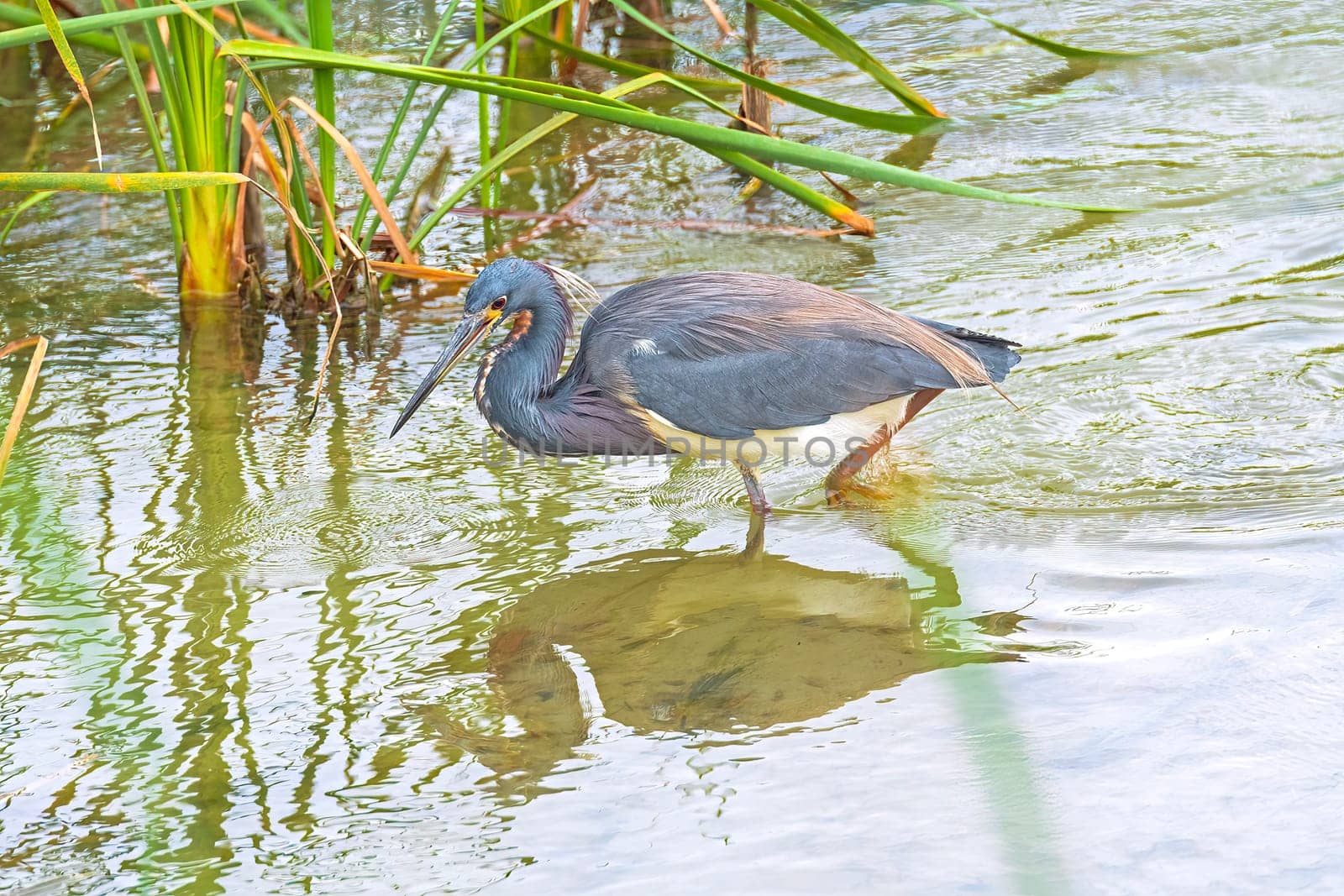 A Tricolored Heron on the Hunt in the Port Aransas Birding Center in Texas
