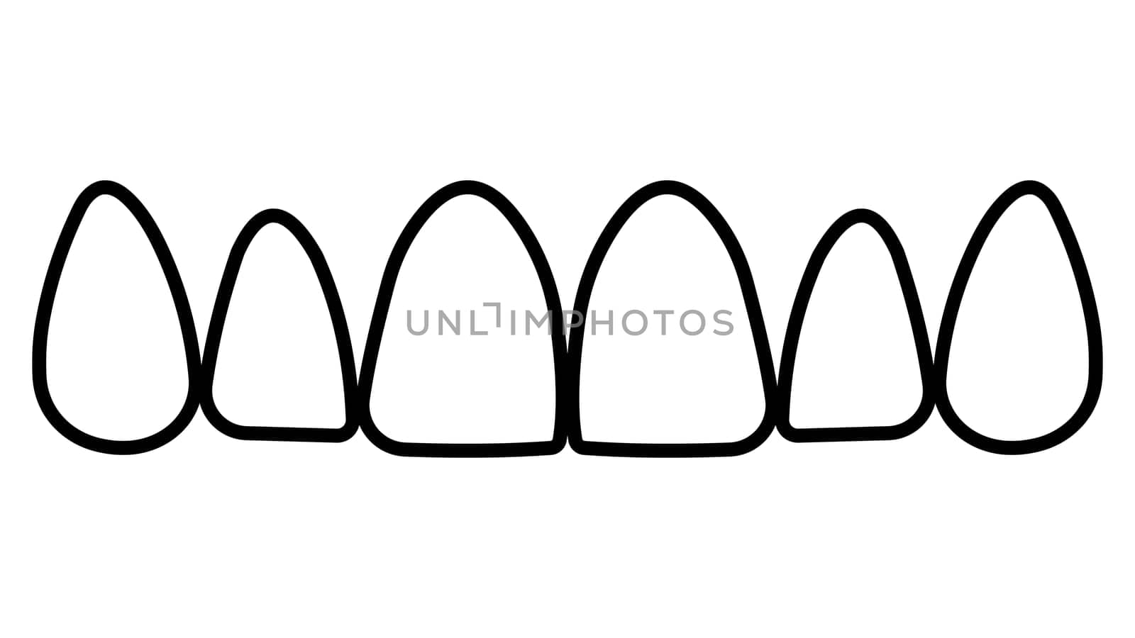 Contours tooth upper jaw frontal teeth incisors and canines