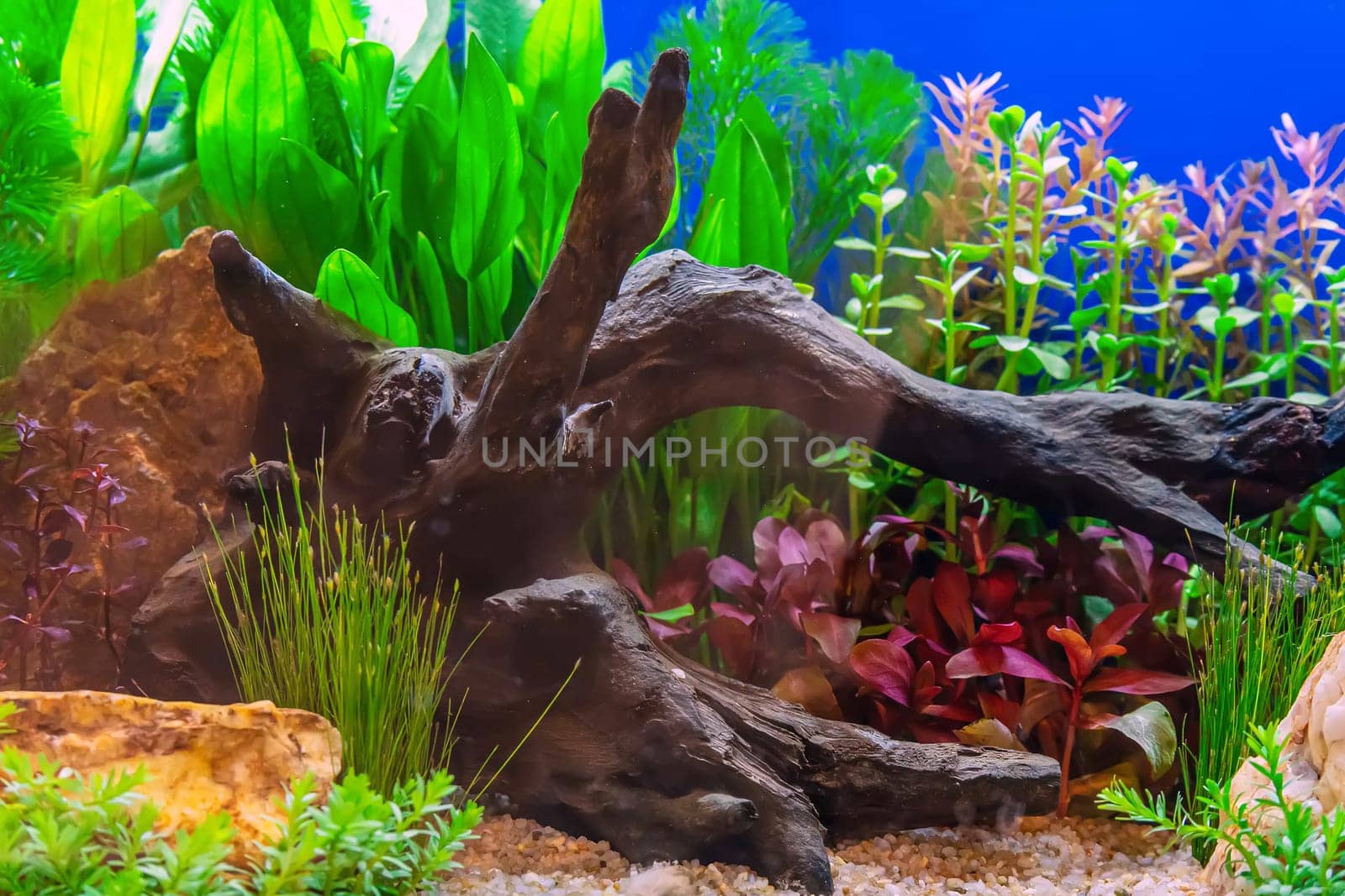 Underwater landscape nature forest style aquarium tank with a variety of aquatic plants, stones and herb decorations.