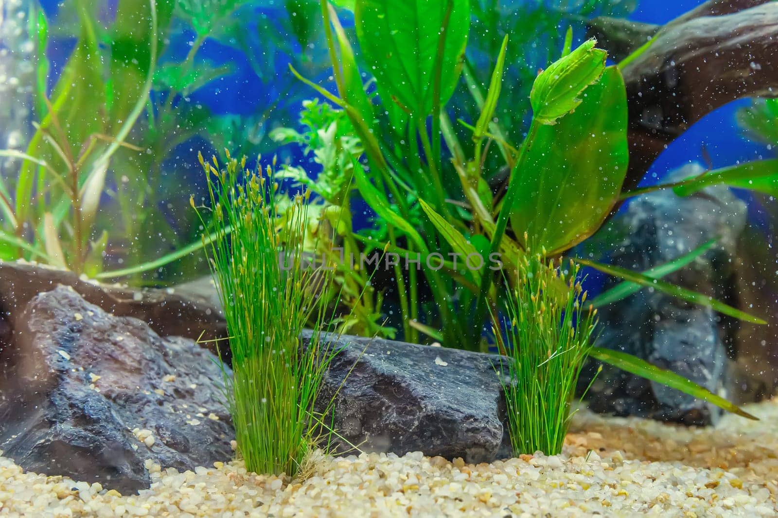 Underwater landscape nature forest style aquarium tank with a variety of aquatic plants, stones and herb decorations.