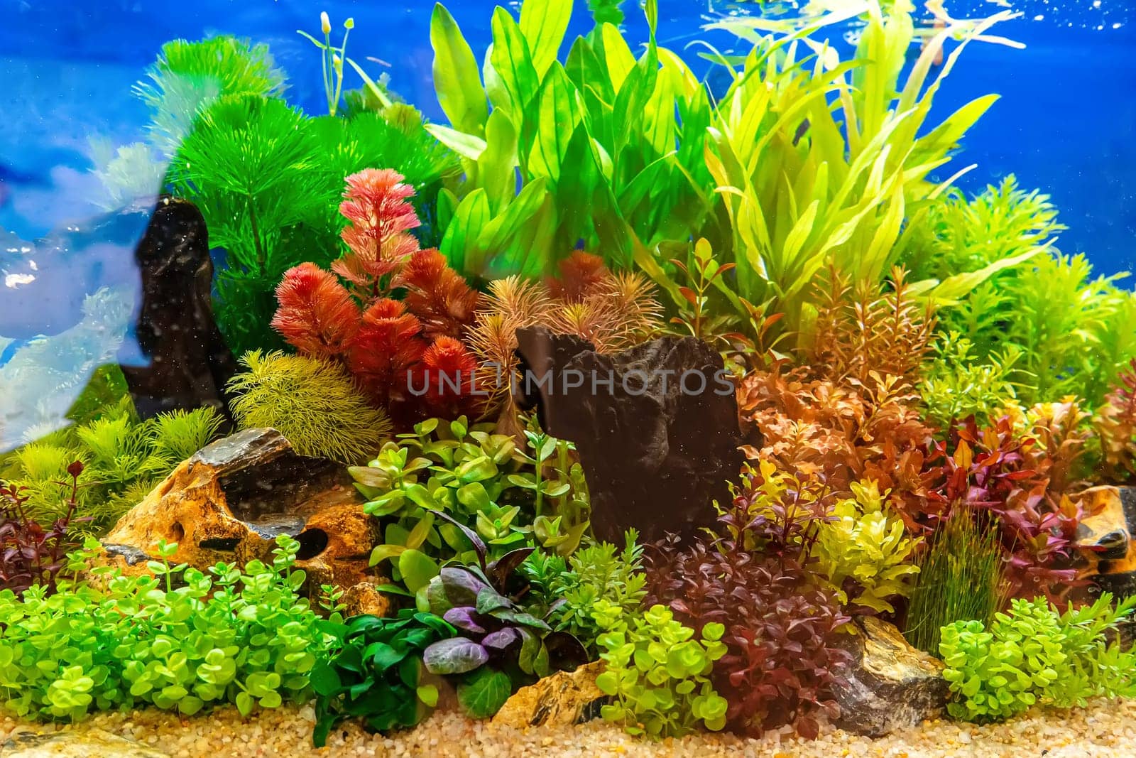 Underwater landscape nature forest style aquarium tank with a variety of aquatic plants, stones and herb decorations.