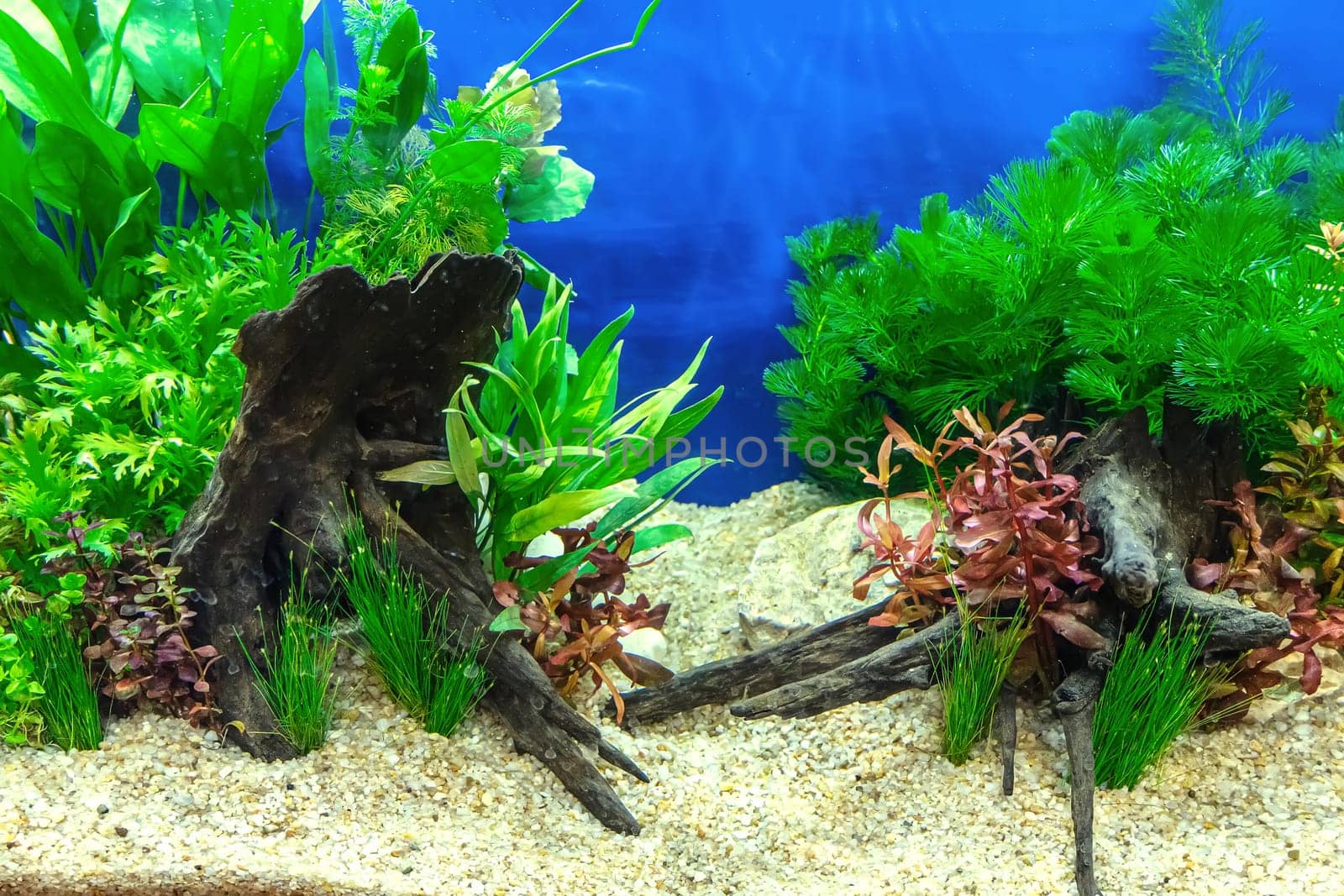 Underwater landscape nature forest style aquarium tank with a variety of aquatic plants, stones and herb decorations.