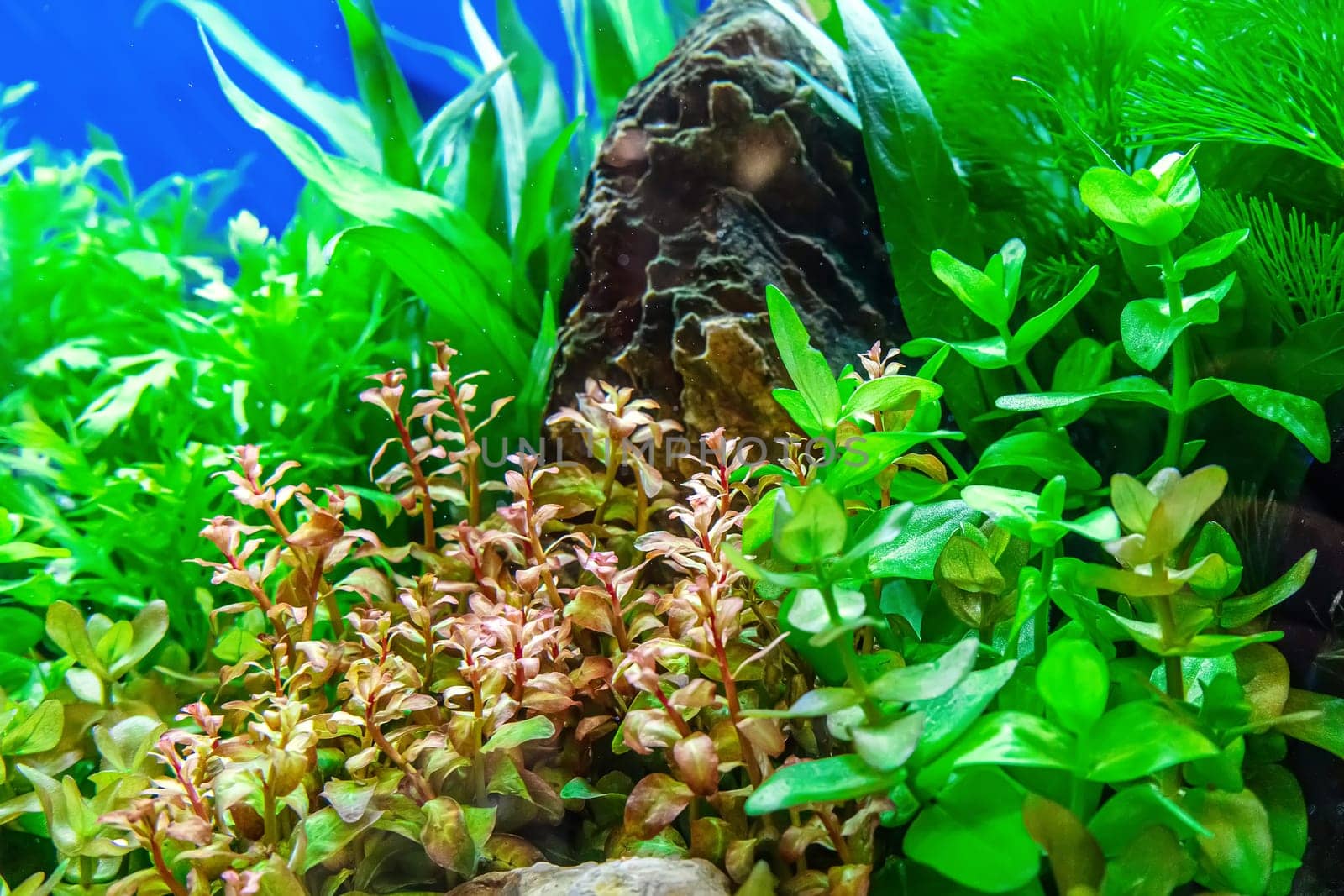 Underwater landscape nature forest style aquarium tank with a variety of aquatic plants, stones and herb decorations.