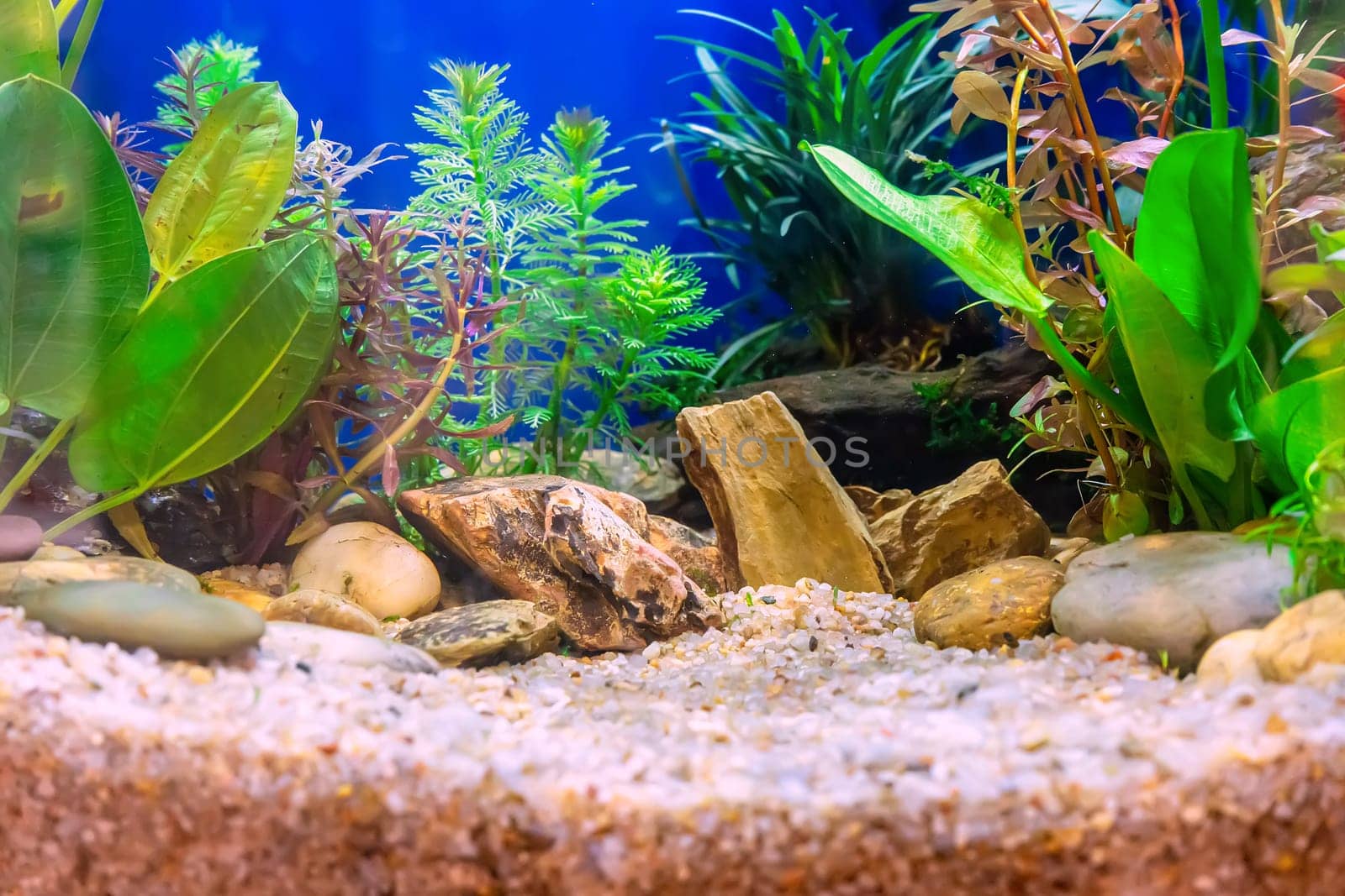 Underwater landscape nature forest style aquarium tank with a variety of aquatic plants, stones and herb decorations.