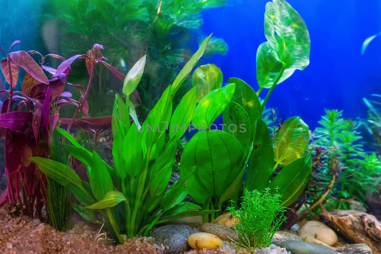 Underwater landscape nature forest style aquarium tank with a variety of aquatic plants, stones and herb decorations.
