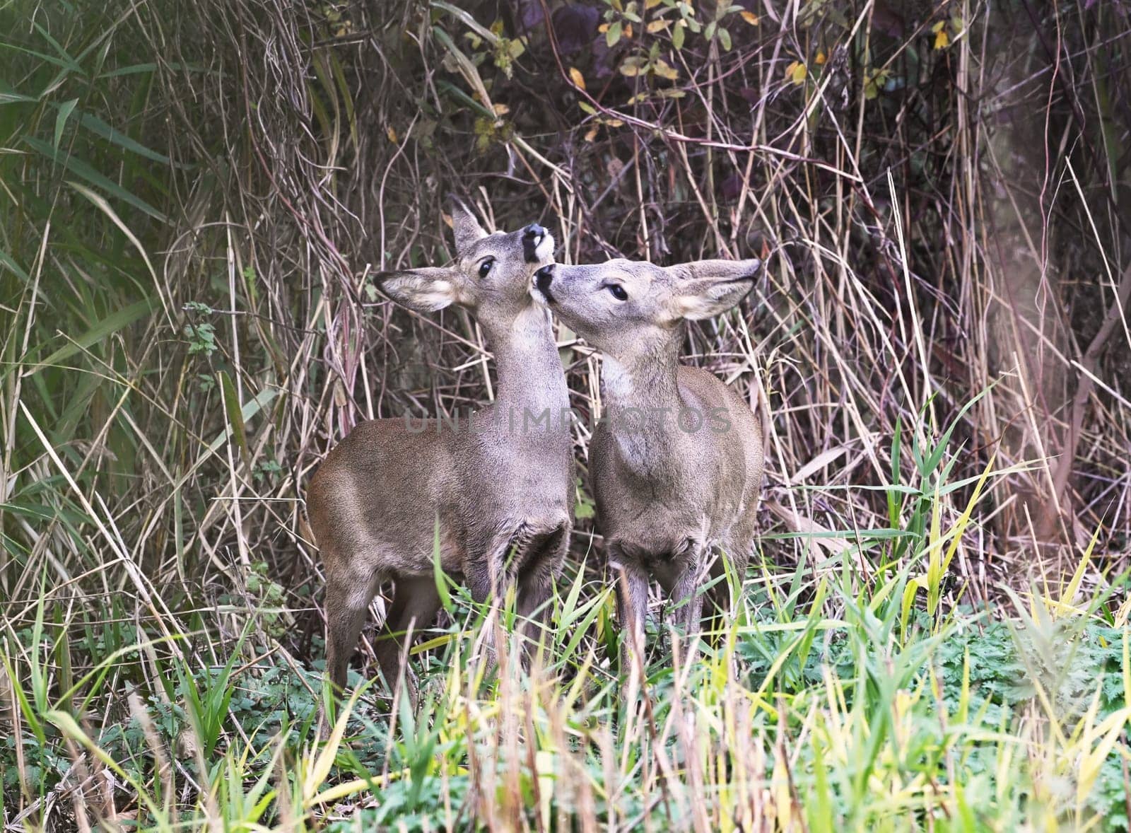 Roe deers licking each other