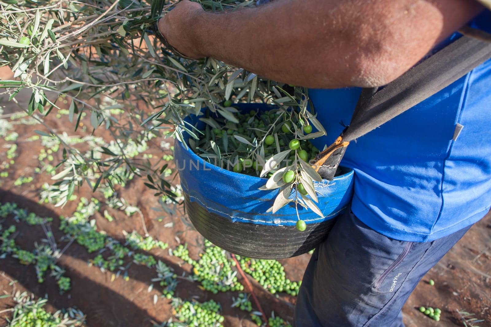 Laborer collecting olives carefully from the branch to the basket. Table olives harvest season scene
