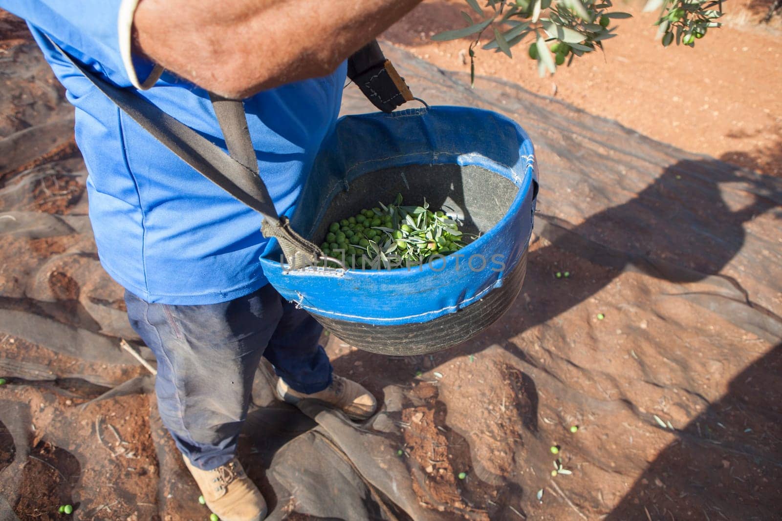 Laborer collecting olives carefully from the branch to the basket. Table olives harvest season scene