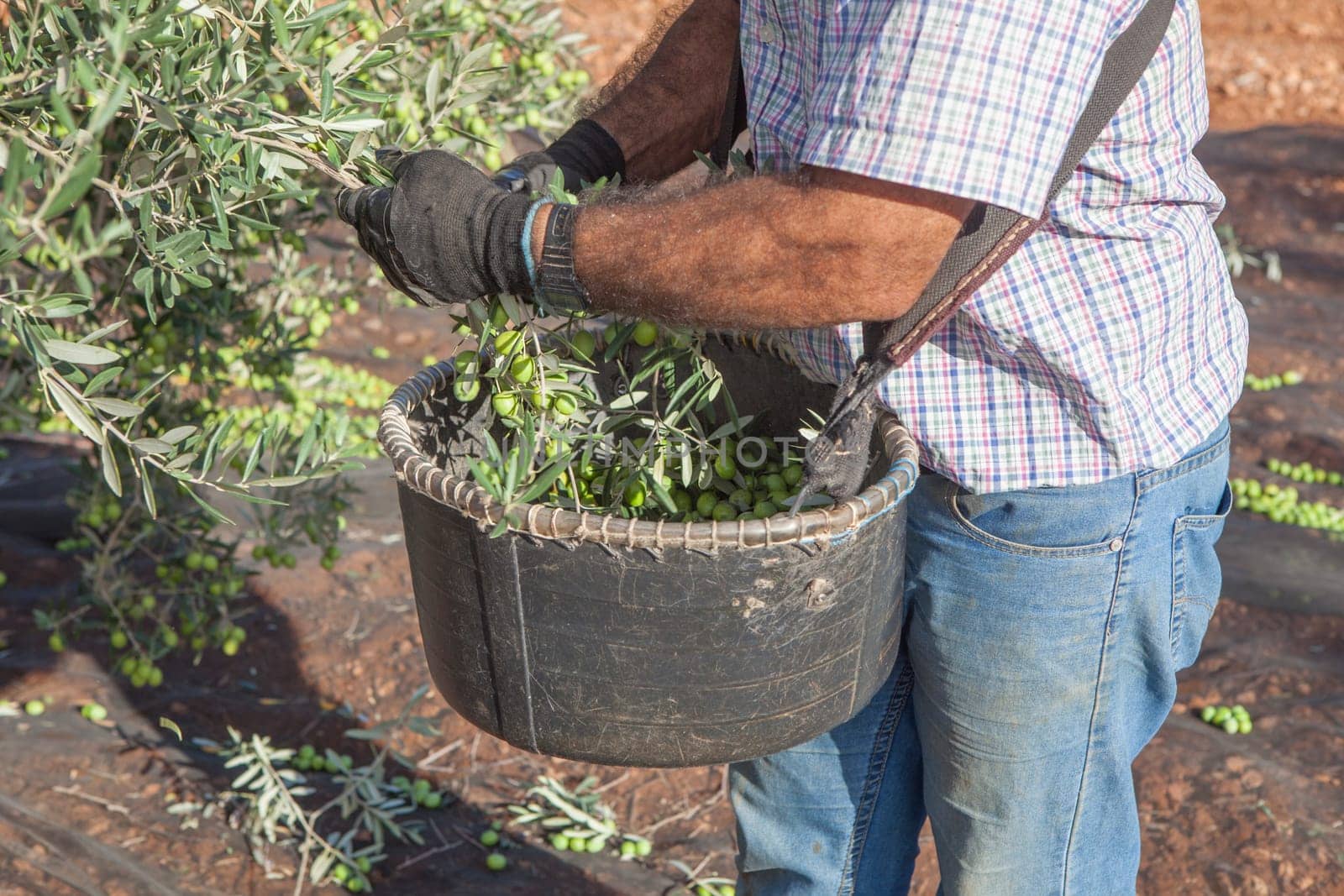 Laborer collecting olives carefully from the branch to the basket. Table olives harvest season scene