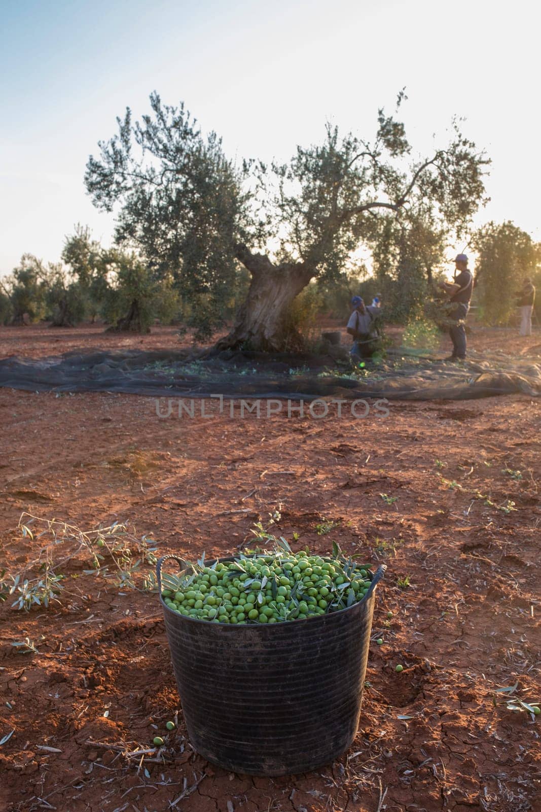 Laborers collecting olives carefully from the branch to the basket. Olives bucket at the forefront.