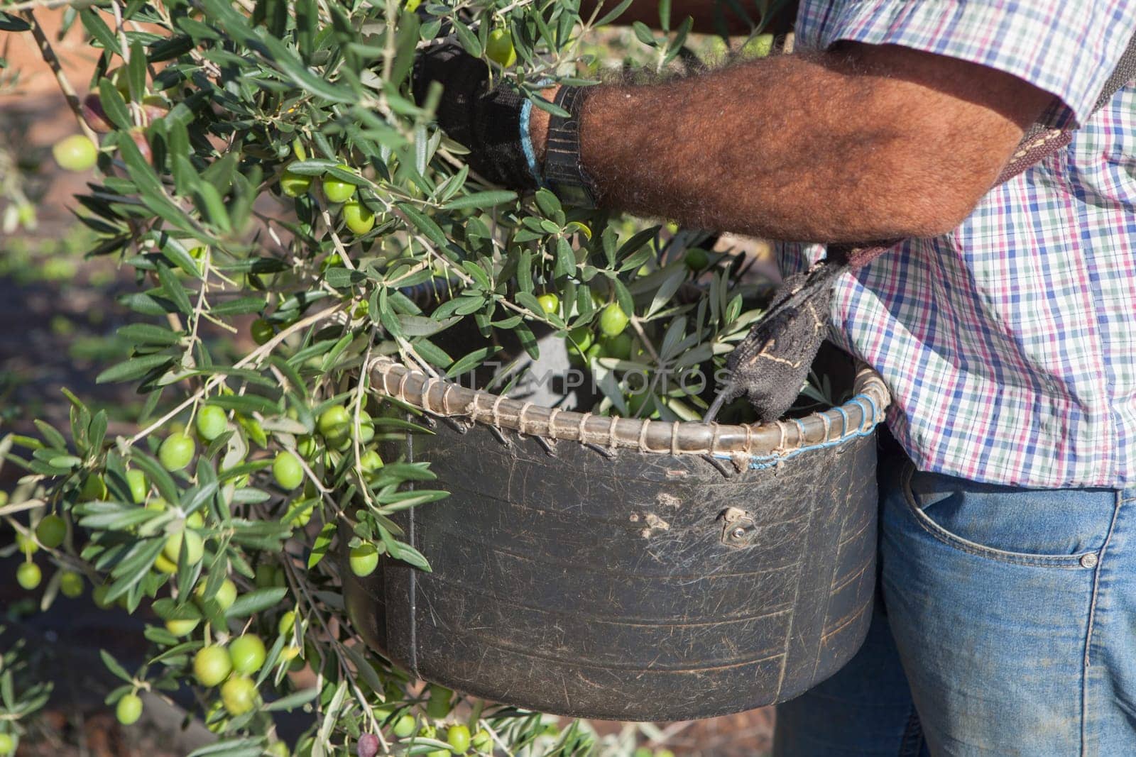 Laborer collecting olives carefully from the branch to the basket. Table olives harvest season scene