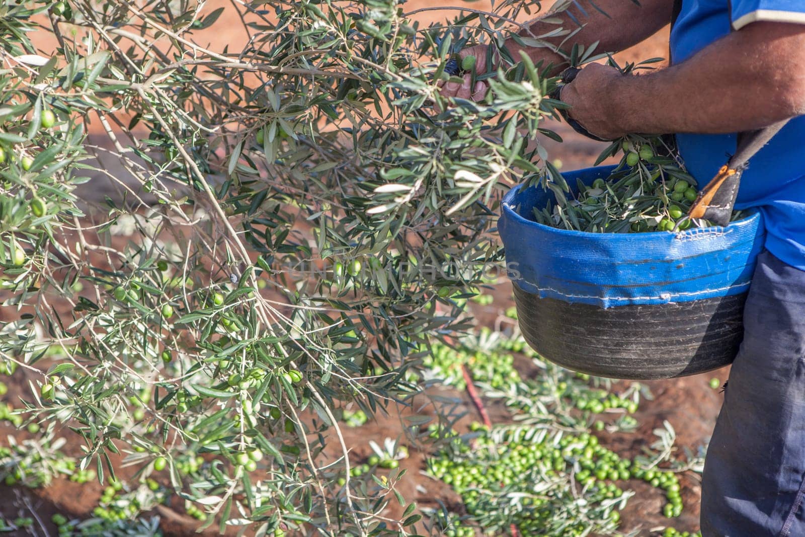 Laborer collecting olives carefully from the branch to the basket. Table olives harvest season scene