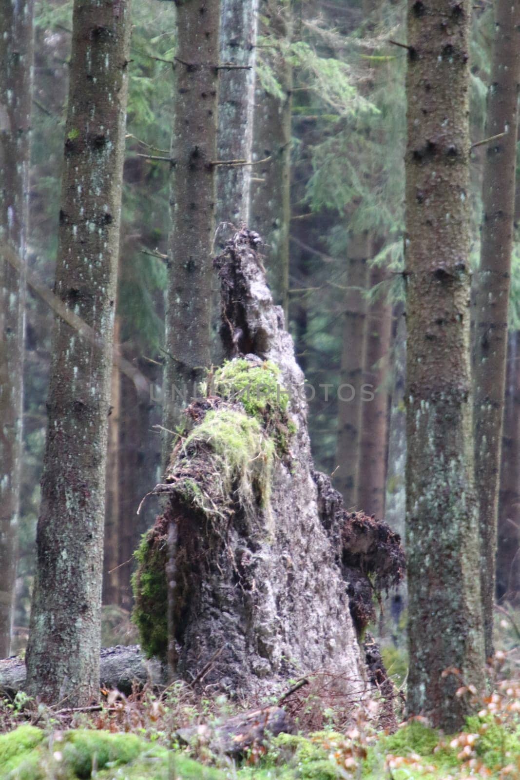 Snapshot from the National Park  Hunsrueck-Hochwald, is a national park located in the Hunsrueck region of Rhineland-Palatinate and the Saarland in Germany