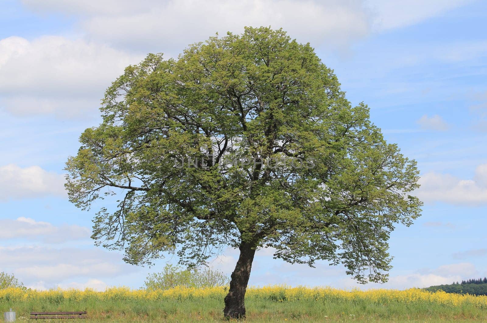 Lonely tree, with blue sky background