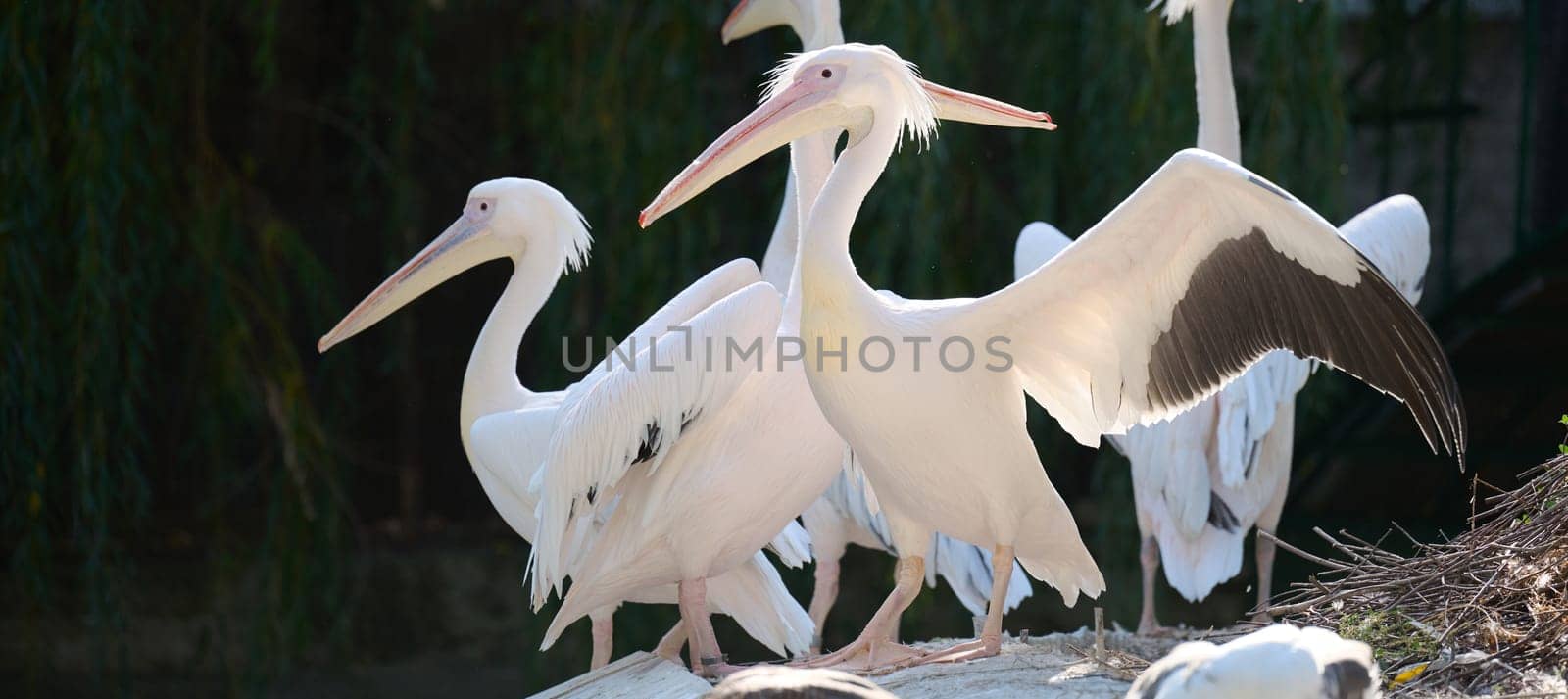 A flock of white pelicans on a pond on an autumn day