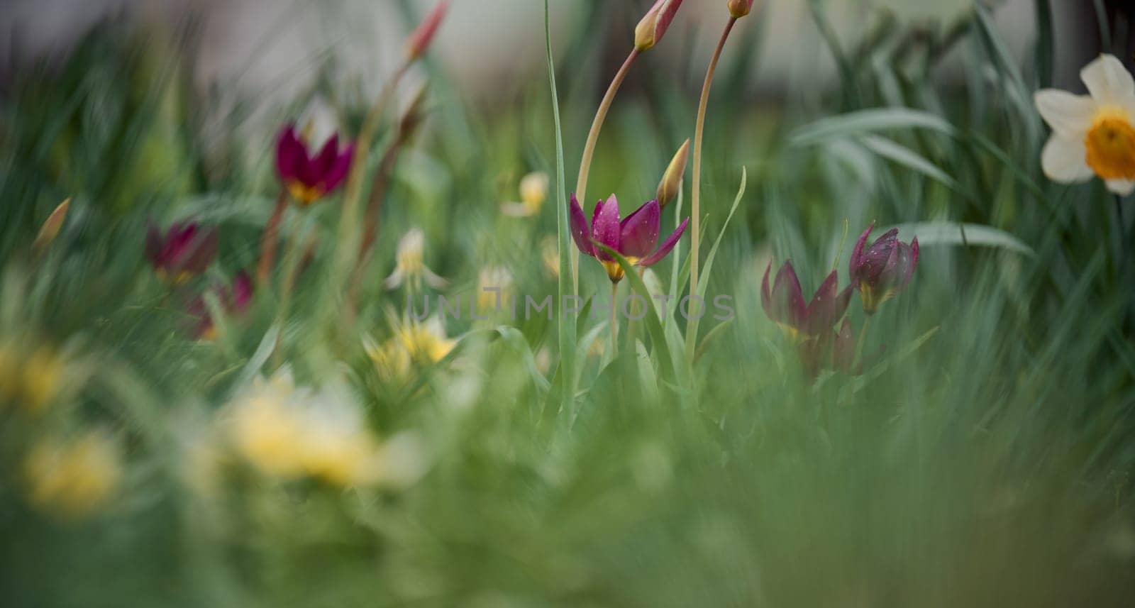 Blooming red tulips in the garden among green grass, spring day
