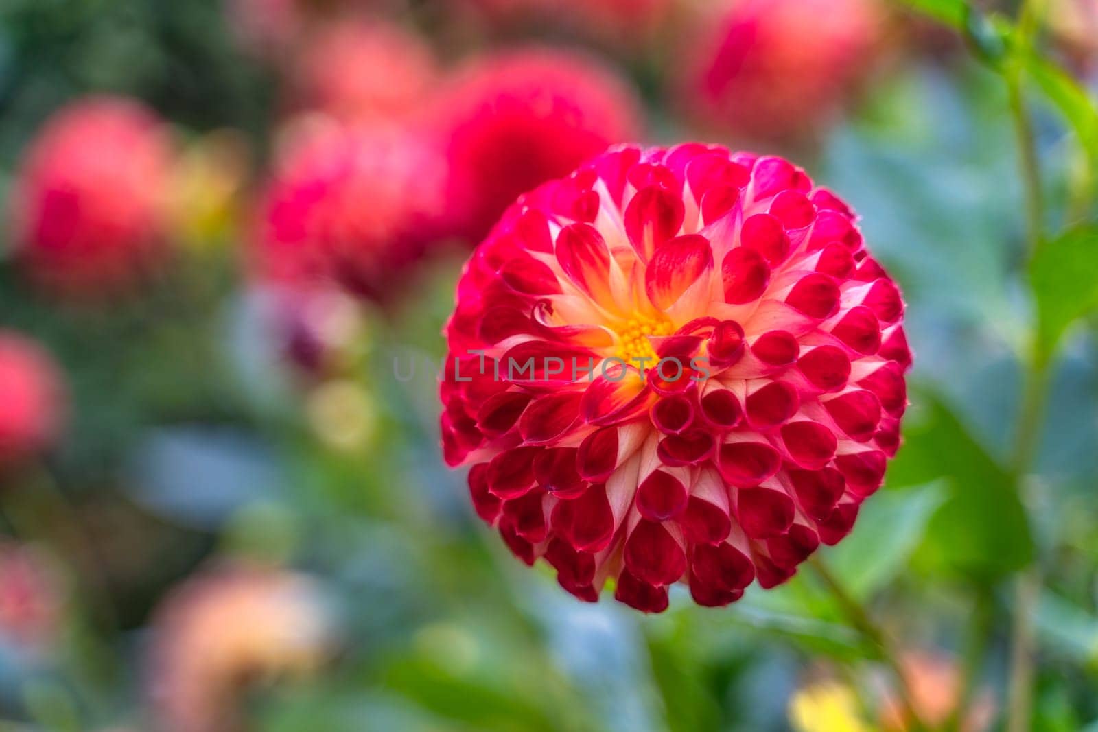 Red dahlia flower in botanic garden, Dublin, Ireland. Macro photography of Cornel Brons with blurred background. Beautiful wallpaper with flower