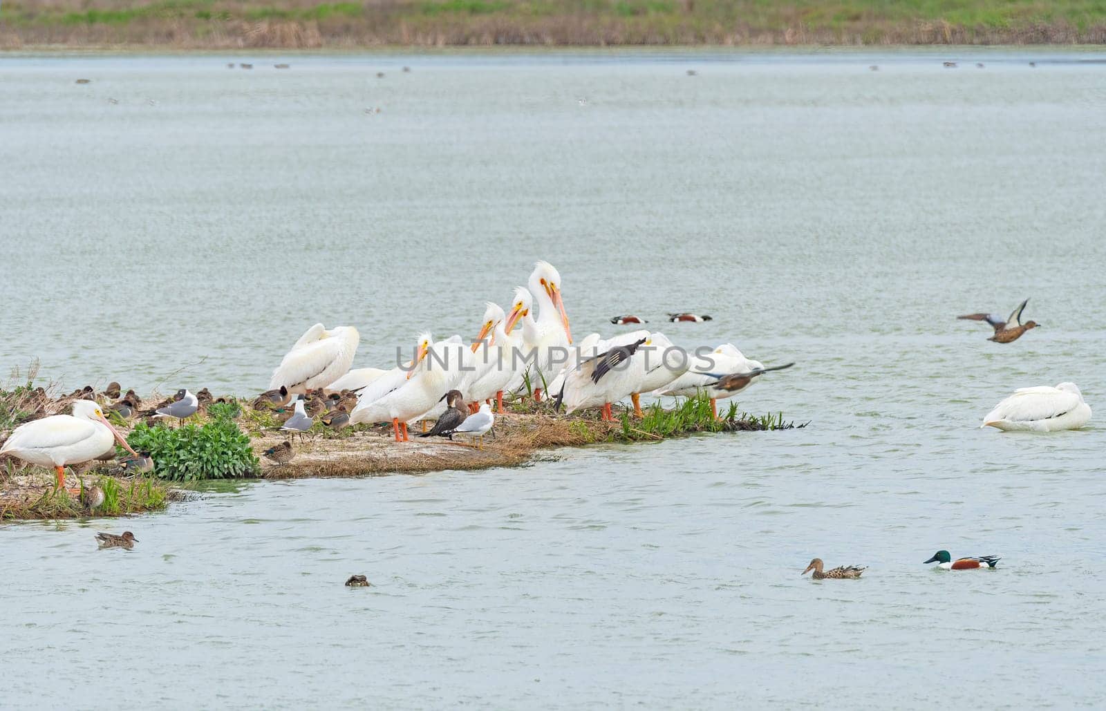 White Pelicans Preening on a Estuary Shore at the Port Aransas Birding Center in Texas