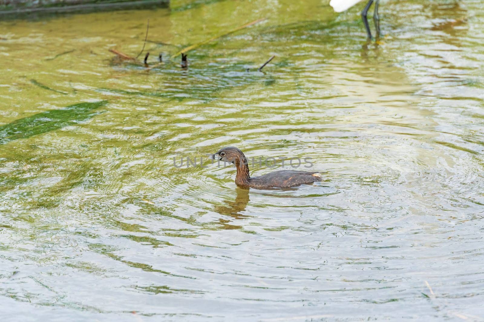 A Pied Billed Grebe in a Wetland in the Port Aransas Briding Center in Texas