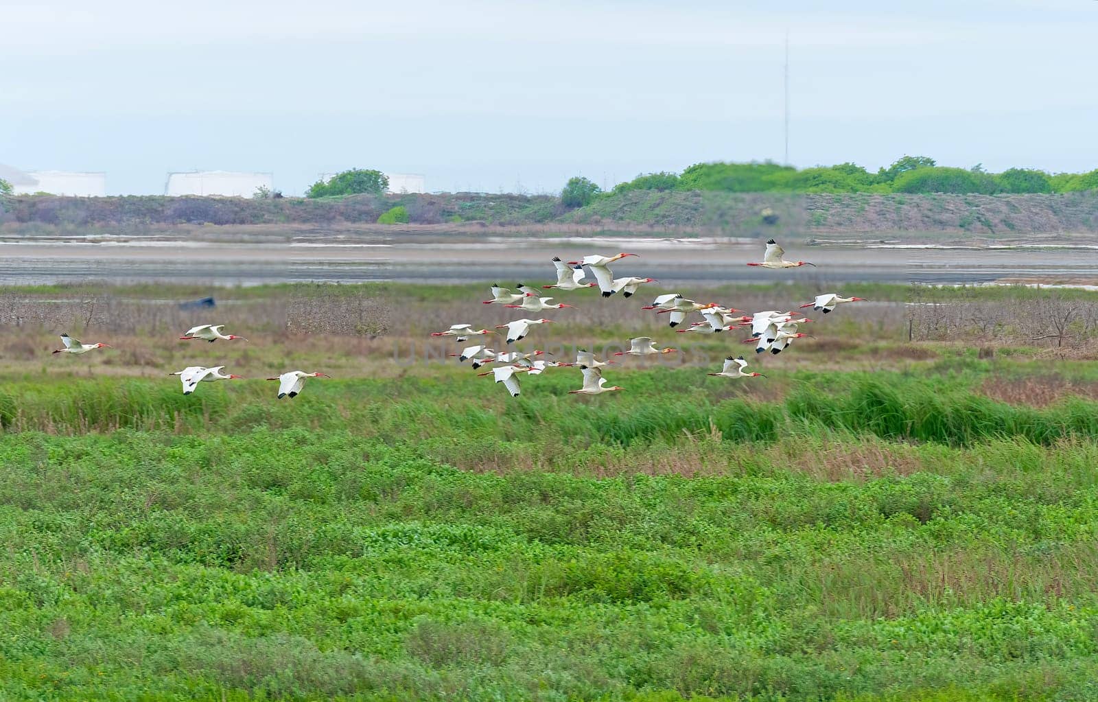 A Flock of White Ibis in Flight at the Port Aransas Birding Center in Texas