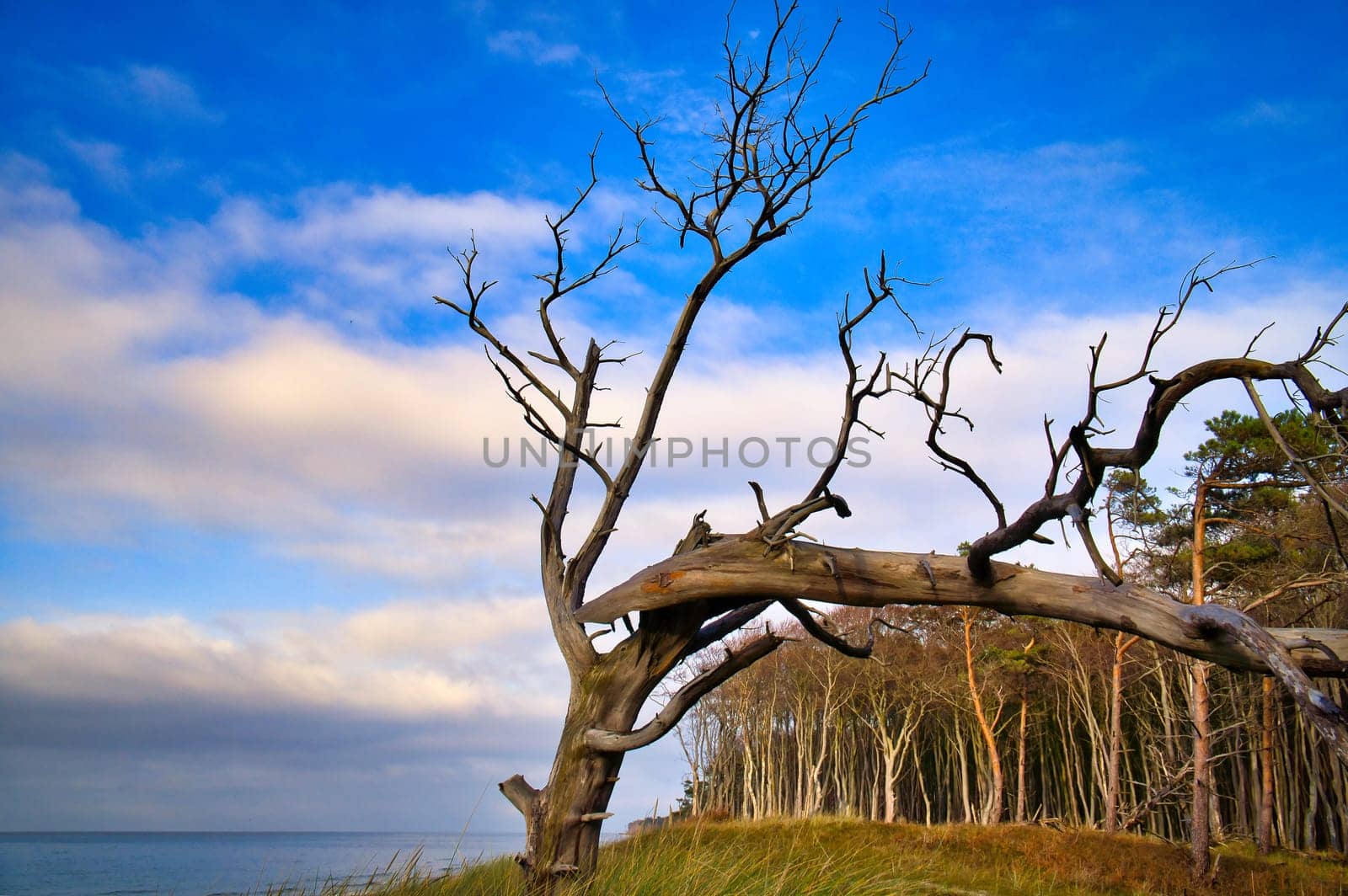 Single tree freely depicted on the coast of the Baltic Sea. A forest in the background. Nature shot at the ocean